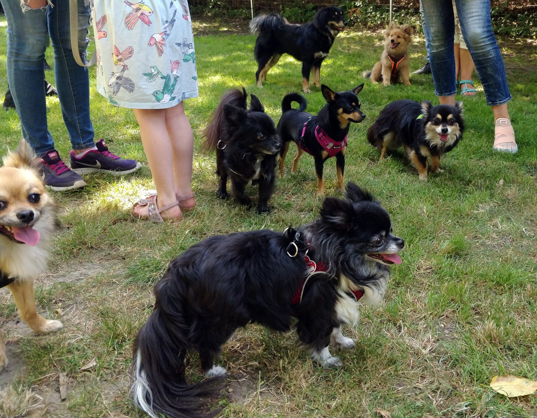 Hunde und Menschen beim gemeinsamen Treffen