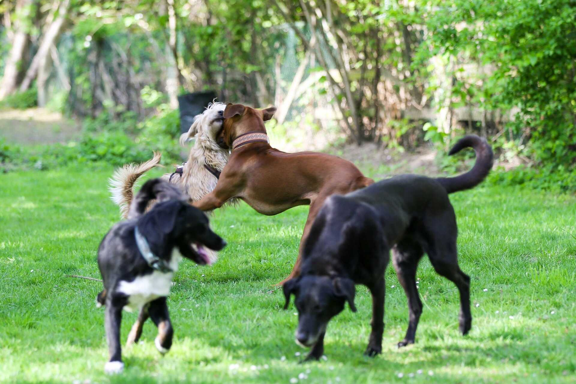 Hunde beim gemeinsamen Spiel